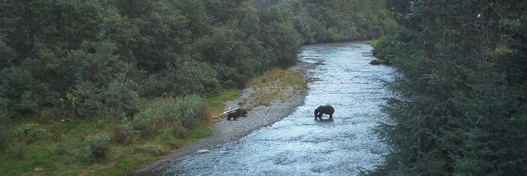 Bears, Hyder, AK